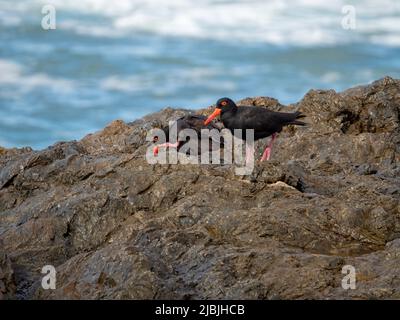 Coastal Birds, schwarz gefiederte Sooty Austernfischer auf einigen Felsen am Meer, einer mit einem Kratzer, Australien Stockfoto