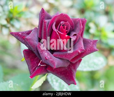 Feiern Sie die Liebe mit einer romantischen Rose, einer herrlichen, tief samtigen roten Blüte, einer Spirale aus Blütenblättern, isoliert auf grünem Gartenhintergrund Stockfoto