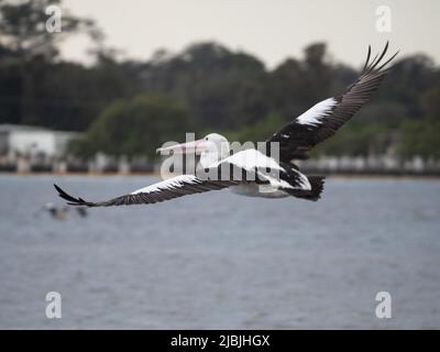 Spread your Wings, Bird Flying, Australian Pelican in massiven Flügeln ausgestreckt im Flug über Küstenmeer Einlasswasser, Tuncuren NSW Australien Stockfoto