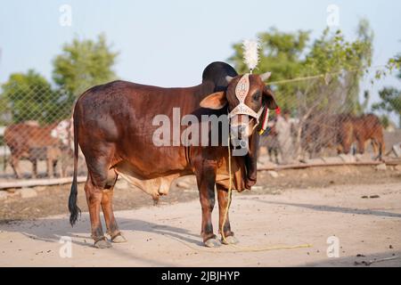 Schöne Kuh steht auf dem Markt für das Opferfest von Eid zum Verkauf. Stockfoto