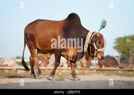 Schöne Kuh steht auf dem Markt für das Opferfest von Eid zum Verkauf. Stockfoto