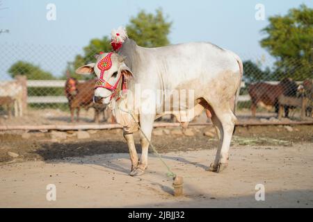 Schöne Kuh steht auf dem Markt für das Opferfest von Eid zum Verkauf. Stockfoto