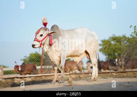 Schöne Kuh steht auf dem Markt für das Opferfest von Eid zum Verkauf. Stockfoto