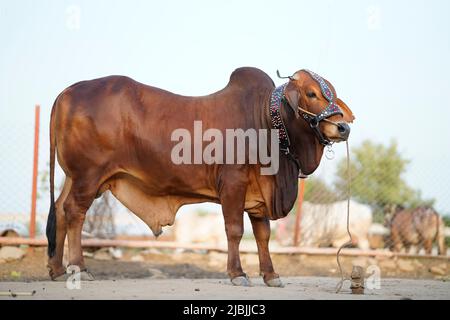 Schöne Kuh steht auf dem Markt für das Opferfest von Eid zum Verkauf. Stockfoto