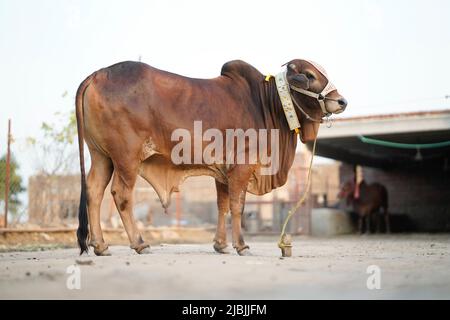 Schöne Kuh steht auf dem Markt für das Opferfest von Eid zum Verkauf. Stockfoto