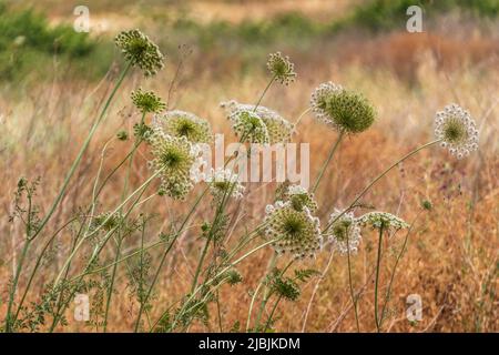 Blühende Königin Ann'e Lace wilde Karottenblüte aus nächster Nähe Stockfoto