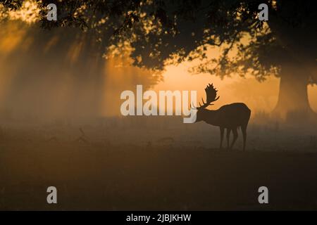 Damwild Dama dama, erwachsener männlicher Silhouettenbild in der Morgendämmerung, Suffolk, England, Oktober Stockfoto