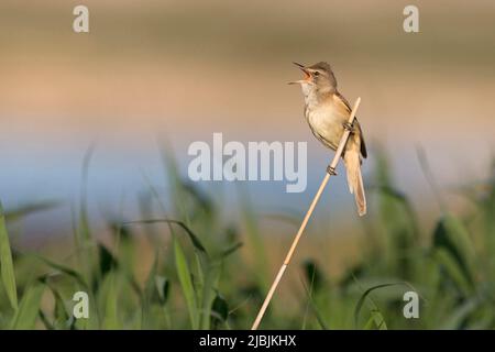 Großer Schilfrohrsänger Acrocephalus arundinaceus, erwachsenes Männchen, das auf Schilf thront, singend, Constanta, Rumänien, Juni Stockfoto