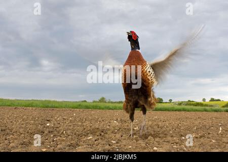 Gewöhnlicher Fasane Phasianus colchicus, erwachsener männlicher Ruf und schlagende Flügel im Ackerfeld, Suffolk, England, Mai Stockfoto