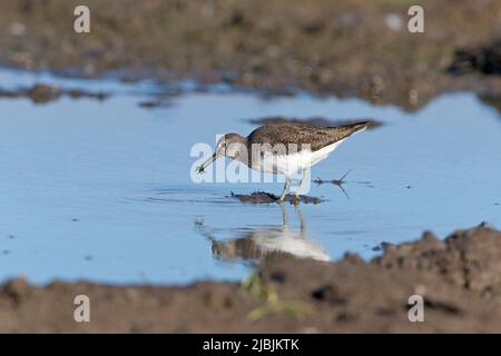 Grüner Sandpiper Tringa ochropus, Erwachsener, der im Pool steht und auf dreistacheligen Stichlebacken Gaestesteus aculeatus füttert, Erwachsener, Suffolk, England, September Stockfoto