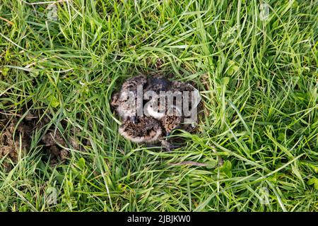 Nördlicher Kiebitz Vanellus vanellus, Nest mit einem Ei und 3 frisch geschlüpften Küken, die jeweils einen Eizohn zeigen, Suffolk, England, Mai Stockfoto