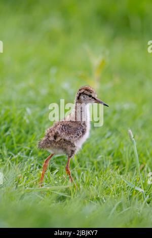 Gewöhnlicher Rotschenkel Tringa totanus, Küken, die auf Gras laufen, Suffolk, England, Juni Stockfoto