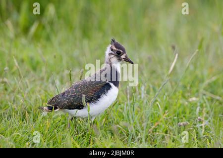 Northern Lapwing Vanellus vanellus, 24 Tage altes Küken, das auf einem weidenden Sumpfgebiet steht, Suffolk, England, Juni Stockfoto