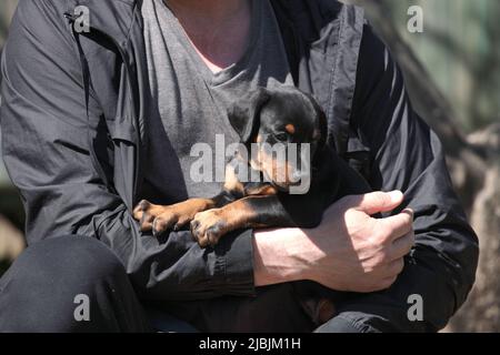 Dobermannwelpe in den Armen eines Mannes Stockfoto