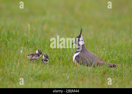 Nördlicher Kiebitz Vanellus vanellus, erwachsenes Weibchen mit 2 frisch geschlüpften Küken, Suffolk, England, Mai Stockfoto