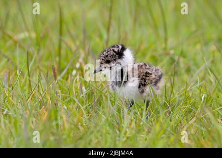 Northern Kiebitz Vanellus vanellus, frisch geschlüpftes Küken, mit Eierzahn, stehend auf weidendem Sumpfgebiet, Suffolk, England, Mai Stockfoto