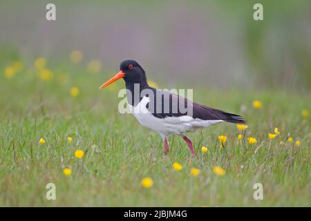 Eurasischer Austernfischer Haematopus ostralegus, Erwachsene, die auf einem weidenden Sumpfgebiet stehen, Suffolk, England, Mai Stockfoto