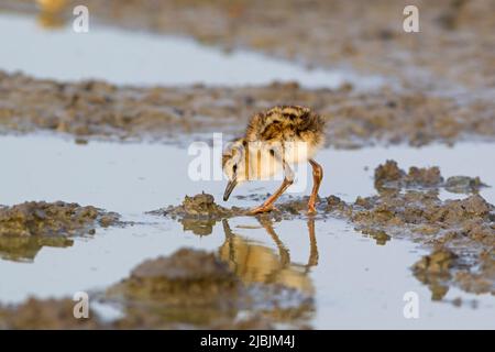 Gewöhnlicher Rotschenkel Tringa totanus, Küken, die auf Schlamm laufen, Suffolk, England, Juni Stockfoto