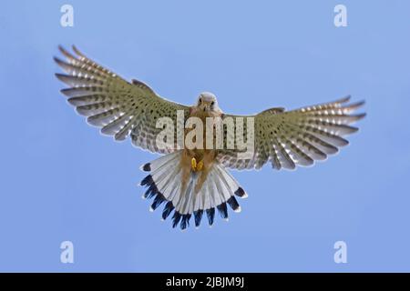 Falco tinnunculus, erwachsener Rüde, der über dem Kopf schwebt, Suffolk, England, April Stockfoto