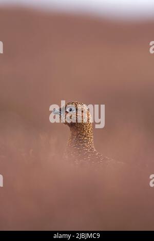 Rothuhn Lagopus lagopus scotica, erwachsenes Weibchen, das unter Heidekraut steht, North Yorkshire, England, März Stockfoto