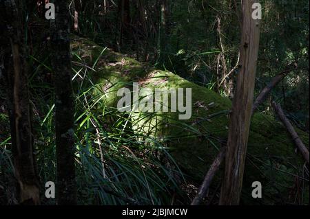 In den Tiefen des Waldes brach die Sonne durch und erleuchtete diesen Flechten-bedeckten Baumstamm. Badger Weir Reserve in der Nähe von Healesville in Victoria, Australien. Stockfoto