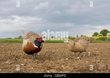 Gewöhnlicher Fasane Phasianus colchicus, adultes Paar auf Ackerfeld, Suffolk, England, Mai Stockfoto