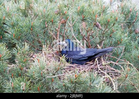 Rook Corvus frugilegus, Erwachsener sitzt auf Nest in Kiefer, Suffolk, England, März Stockfoto