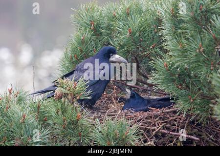 Rook Corvus frugilegus, ausgewachsenes Paar am Nest oben auf Kiefern, Suffolk, England, März Stockfoto