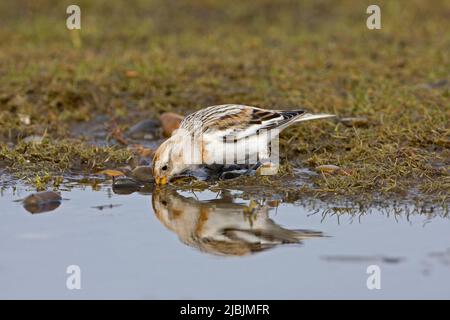 Schneehammer Plectrophenax nivalis, Wintergefieder bei erwachsenen Männern, die trinken, Norfolk, England, März Stockfoto