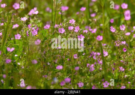 Französischer Cranesbill / Endres's Cranesbill / Geranium endressii wächst in der Nähe von Degagnac, Südwestfrankreich Stockfoto