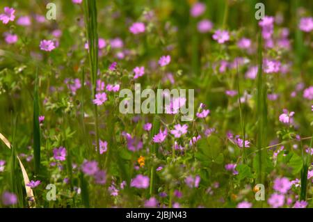 Französischer Cranesbill / Endres's Cranesbill / Geranium endressii wächst in der Nähe von Degagnac, Südwestfrankreich Stockfoto