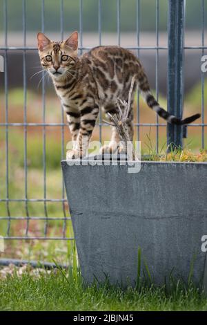 Junge bengalkatze in einem Garten Stockfoto