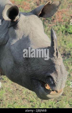 Nahaufnahme des endemischen und gefährdeten indischen ein gehörntes Nashorn oder größer ein gehörntes Nashorn (Nashorn unicornis) im kaziranga Nationalpark in Stockfoto