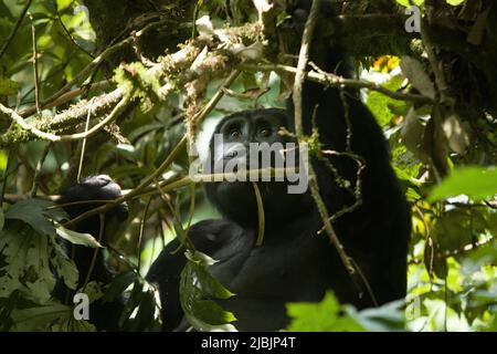 Berggorillas im Bwindi Impenetrable Forest National Park, Uganda Stockfoto