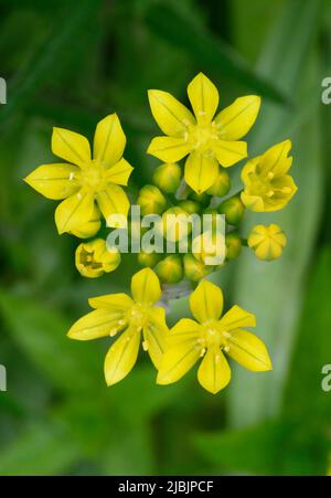 Wunderschöne, leuchtend gelbe Blüten der Pflanze, die den treffenden Namen Star of Bethlehem trägt Stockfoto