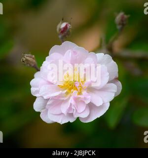 Eine Nahaufnahme einer einsamen Blume aus einer schönen rosa Wanderrose Stockfoto