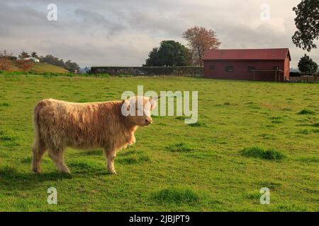 Eine Highland-Kuh, eine schottische Rasse mit langen Hörnern und einem dicken, zotteligen Fell, auf einem Bauernhof Stockfoto