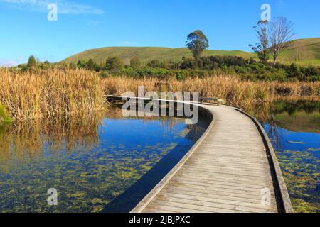 Eine Promenade im Pekapeka Regional Park, einem Feuchtgebiet in Hawke's Bay, Neuseeland, schlängelt sich über einen See und verschwindet in einem Hain voller Raupoplanzen Stockfoto