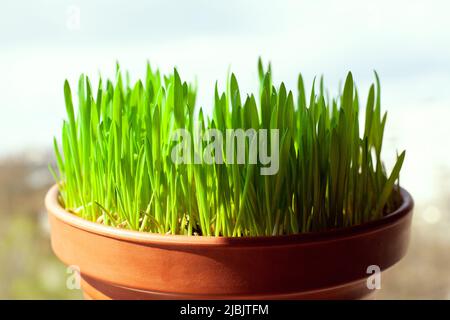 Grünes Katzengras mit wächst in einem keramischen Blumentopf im Makro. Hafergraspflanze in Terrakotta-Topf. Selektiver Fokus auf einzelne Grashalme. Verschwommen Stockfoto