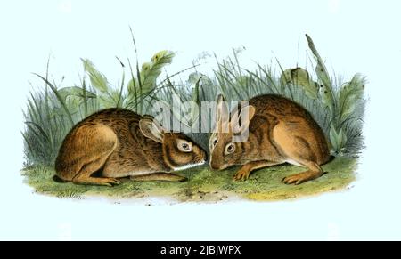 Marschkaninchen, Sylvilagus palustris, histoisch, digital restaurierte Reproduktion einer Originalvorlage aus dem 19. Jahrhundert, genaues Originaldatum nicht bekannt /Sumpfkaninchen, Sylvilagus palustris, historische, digitale verbesserte Reproduktion eines Originals aus dem 19.. Jahrhundert Stockfoto