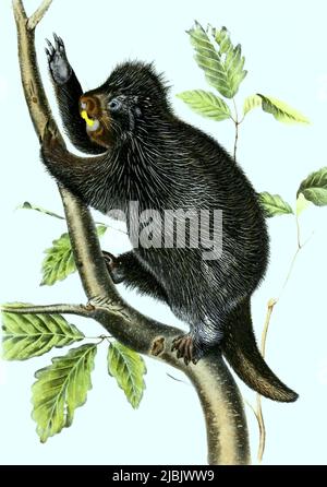 Urson, Erethizon dorsatum, Baumstachelschwein oder nordamerikanischer Baumstachler , Histoisch, digital restaurierte Produktion einer Originalvorlage aus dem 19. Jahrhundert, echtes Originaldatum nicht bekannt /Nordamerikanisches Stachelschwein, Erethizon dorsatum, auch bekannt als kanadisches Stachelschwein, historische, digitale verbesserte Reproduktion eines Originals aus dem 19.. Jahrhundert Stockfoto
