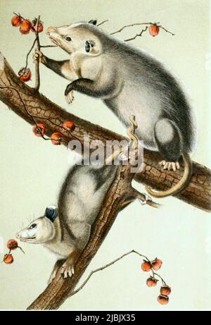 Nord- oder Virginia-opossum, Didelphis virginiana, Säugetierart aus der Gattung der opossums, digital restaurierte Produktion einer Originalvorlage aus dem 19. Jahrhundert, genaues Originaldatum nicht bekannt / Virginia opossum, Didelphis virginiana, gemeinhin bekannt als nordamerikanischer Opossum, historische, digitale verbesserte Reproduktion eines Originals aus dem 19.. Jahrhundert Stockfoto