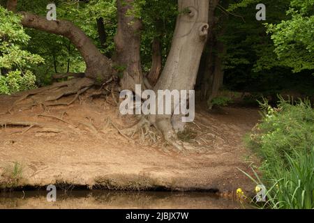 Strawberry Hill Pond Epping Forest Essex, England Großbritannien Europa Stockfoto