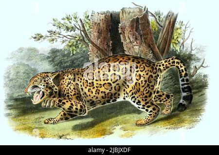 Jaguar, Panthera onca, digital restaurierte Reproduktion einer Originalvorlage aus dem 19. Jahrhundert, genau Originaldatum nicht bekannt / jaguar, Panthera onca, historische, digitale Nachbildung eines Originals aus dem 19.. Jahrhundert Stockfoto