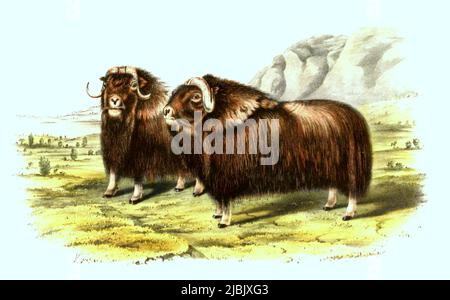 Moschusochse, Ovibos moschatus, auch als Bisamochse oder Schafsochse, digital restaurierte Reproduktion einer Originalvorlage aus dem 19. Jahrhundert, genaues Originaldatum nicht bekannt / muskox,Ovibos moschatus, moschusky Sheep-ox, auch buchstabiert Moschusochsen und Moschusochsen, Plural Moschusochsen oder Moschusochsen, historische, digital verbesserte Reproduktion eines Originals aus dem 19.. Jahrhundert Stockfoto