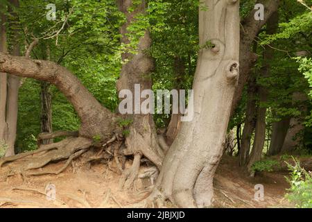 Strawberry Hill Pond Epping Forest Essex, England Großbritannien Europa Stockfoto