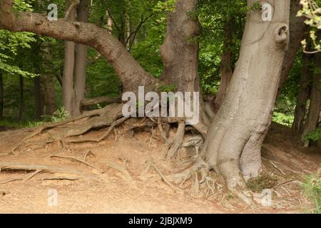 Strawberry Hill Pond Epping Forest Essex, England Großbritannien Europa Stockfoto