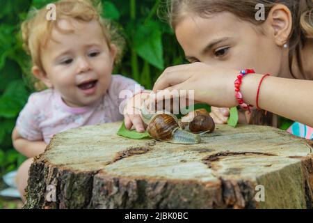 Das Kind untersucht die Schnecken am Baum. Selektiver Fokus. Stockfoto