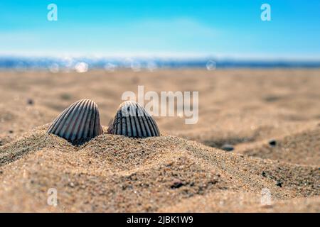 Zwei Muscheln, die teilweise im Sand in Polen vergraben wurden Stockfoto