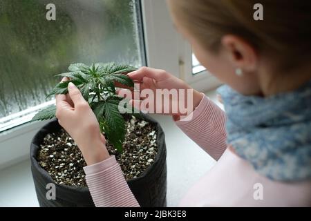 Das Mädchen hält Blätter einer medizinischen Marihuanapflanze. Cannabisanbau in Innenräumen Stockfoto